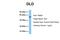 Dihydrolipoamide Dehydrogenase antibody, ARP58455_P050, Aviva Systems Biology, Western Blot image 