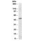 PR/SET Domain 11 antibody, R34743-100UG, NSJ Bioreagents, Western Blot image 