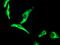 O-Sialoglycoprotein Endopeptidase antibody, M13000, Boster Biological Technology, Immunofluorescence image 