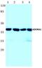 Adenosine A1 Receptor antibody, GTX66698, GeneTex, Western Blot image 
