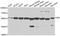 Glucose-6-Phosphate Isomerase antibody, A00108, Boster Biological Technology, Western Blot image 
