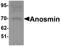 KAL antibody, orb95666, Biorbyt, Western Blot image 