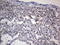 Adiponectin, C1Q And Collagen Domain Containing antibody, LS-C790322, Lifespan Biosciences, Immunohistochemistry paraffin image 