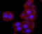 Dipeptidyl peptidase IV antibody, A00597-1, Boster Biological Technology, Immunocytochemistry image 