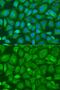 BCL2 Associated Athanogene 2 antibody, GTX33033, GeneTex, Immunofluorescence image 