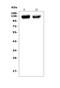 Platelet And Endothelial Cell Adhesion Molecule 1 antibody, A01513-2, Boster Biological Technology, Western Blot image 