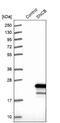 Synuclein Beta antibody, NBP1-90342, Novus Biologicals, Western Blot image 