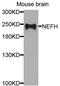 Neurofilament Heavy antibody, A8442, ABclonal Technology, Western Blot image 