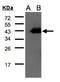 Cyclin D1 Binding Protein 1 antibody, NBP2-15762, Novus Biologicals, Western Blot image 