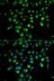 Regulator Of G Protein Signaling 4 antibody, orb74020, Biorbyt, Immunocytochemistry image 