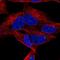 Distal-Less Homeobox 6 antibody, HPA061460, Atlas Antibodies, Immunofluorescence image 
