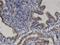 Proline Dehydrogenase 1 antibody, H00005625-M01, Novus Biologicals, Immunohistochemistry paraffin image 