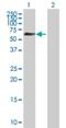 Zinc Finger Protein 446 antibody, H00055663-B01P, Novus Biologicals, Western Blot image 