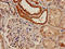 F-Box And WD Repeat Domain Containing 7 antibody, LS-C677916, Lifespan Biosciences, Immunohistochemistry paraffin image 