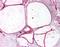 Caveolin 3 antibody, orb87461, Biorbyt, Immunohistochemistry paraffin image 
