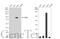 CD55 Molecule (Cromer Blood Group) antibody, GTX111647, GeneTex, Western Blot image 