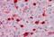 S100 Calcium Binding Protein A9 antibody, NBP1-18843, Novus Biologicals, Immunohistochemistry frozen image 