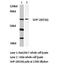Protein Tyrosine Phosphatase Non-Receptor Type 11 antibody, AP06314PU-N, Origene, Western Blot image 
