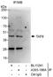 TATA-Box Binding Protein Associated Factor 8 antibody, A303-186A, Bethyl Labs, Immunoprecipitation image 