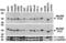 MYD88 Innate Immune Signal Transduction Adaptor antibody, 2125, ProSci, Western Blot image 