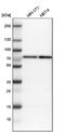 CTP Synthase 2 antibody, NBP1-86055, Novus Biologicals, Western Blot image 
