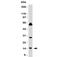 Small Ubiquitin Like Modifier 1 antibody, 33-915, ProSci, Western Blot image 