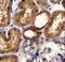 WT1 Transcription Factor antibody, LS-C160643, Lifespan Biosciences, Immunohistochemistry frozen image 