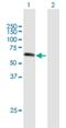 UPF3A Regulator Of Nonsense Mediated MRNA Decay antibody, H00065110-B01P, Novus Biologicals, Western Blot image 