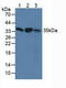 Survival Of Motor Neuron 2, Centromeric antibody, LS-C374392, Lifespan Biosciences, Western Blot image 