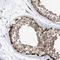 Sirtuin 5 antibody, NBP1-89535, Novus Biologicals, Immunohistochemistry paraffin image 