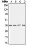 S-adenosylmethionine decarboxylase proenzyme antibody, orb213553, Biorbyt, Western Blot image 