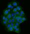 Tight Junction Protein 2 antibody, A02774-2, Boster Biological Technology, Immunofluorescence image 
