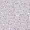 Transcription Factor Like 5 antibody, NBP2-49174, Novus Biologicals, Immunohistochemistry paraffin image 