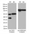 Twinfilin Actin Binding Protein 1 antibody, LS-C794584, Lifespan Biosciences, Western Blot image 