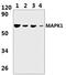 Mitogen-Activated Protein Kinase 15 antibody, PA5-75930, Invitrogen Antibodies, Western Blot image 