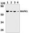 ERK-7 antibody, PA5-75930, Invitrogen Antibodies, Western Blot image 