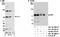 Protein AF-9 antibody, NB100-1565, Novus Biologicals, Western Blot image 