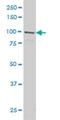 Glutamate Ionotropic Receptor Delta Type Subunit 1 antibody, H00002894-M01, Novus Biologicals, Western Blot image 