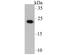 Glutathione S-Transferase Pi 1 antibody, NBP2-76868, Novus Biologicals, Western Blot image 