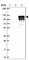 Matrix Metallopeptidase 9 antibody, HPA063909, Atlas Antibodies, Western Blot image 