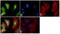 Polo Like Kinase 1 antibody, GTX14210, GeneTex, Immunofluorescence image 