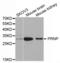 PRP antibody, TA332568, Origene, Western Blot image 