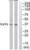 Fibroblast Growth Factor Binding Protein 2 antibody, PA5-39582, Invitrogen Antibodies, Western Blot image 