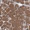 Uridine Monophosphate Synthetase antibody, NBP1-85896, Novus Biologicals, Immunohistochemistry frozen image 