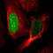 Cancer/Testis Antigen Family 45 Member A1 antibody, HPA046872, Atlas Antibodies, Immunofluorescence image 