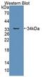 ATP Binding Cassette Subfamily B Member 7 antibody, LS-C663364, Lifespan Biosciences, Western Blot image 