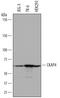 Cytoskeleton Associated Protein 4 antibody, AF7355, R&D Systems, Western Blot image 