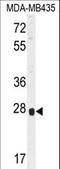 Olfactory Receptor Family 8 Subfamily B Member 4 (Gene/Pseudogene) antibody, LS-C163253, Lifespan Biosciences, Western Blot image 