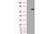 Hexose-6-Phosphate Dehydrogenase/Glucose 1-Dehydrogenase antibody, MBS830094, MyBioSource, Western Blot image 