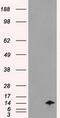 Inhibitor Of DNA Binding 2 antibody, GTX84329, GeneTex, Western Blot image 